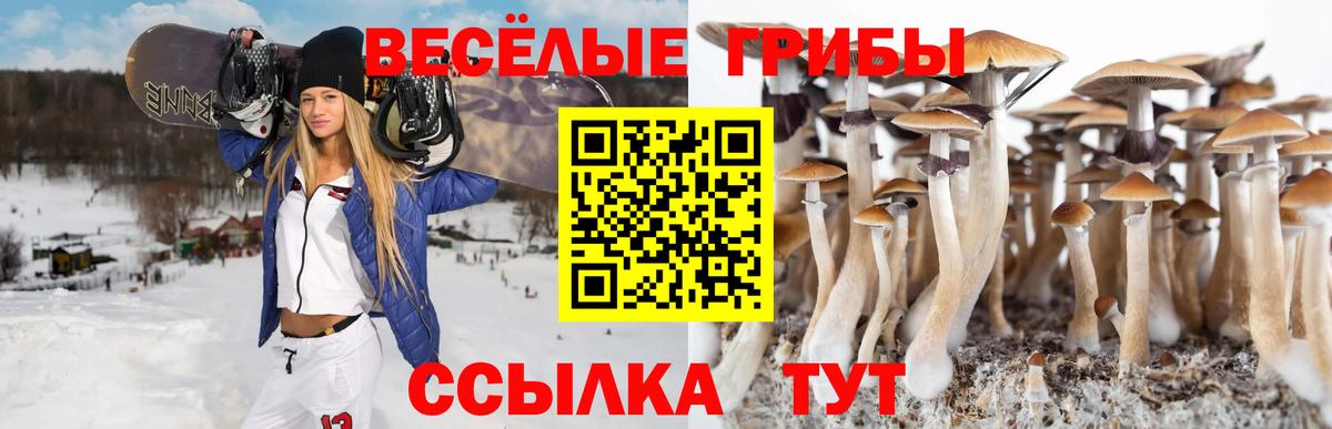 Галлюциногенные грибы Psilocybine cubensis Минусинск